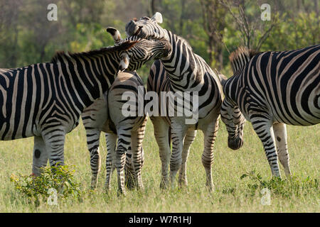 La Burchell zebra (Equus burchelli) maschi giocando, Kruger National Park, Sud Africa Foto Stock