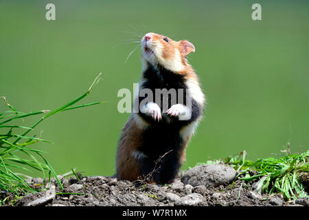 Comune permanente di hamster (Cricetus cricetus) Alsazia, Francia, captive Foto Stock