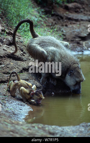 Babbuino giallo (Papio cynocephalus) adulto e bambino bere, Mikumi National Park, Tanzania Foto Stock