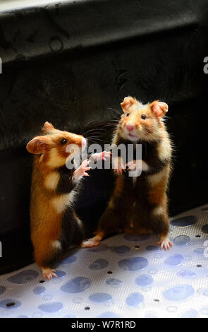 Paio di comune hamster (Cricetus cricetus) in piedi sulle zampe posteriori durante la stagione riproduttiva presso l'associazione "auvegarde Faune Sauvage d'Alsace" (conservazione della fauna selvatica dell'ALSAZIA) Centro di allevamento, captive, Alsazia, Francia, Aprile 2013 Foto Stock