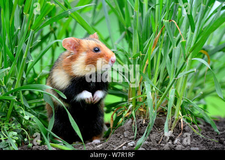 Comune di hamster (Cricetus cricetus) in piedi, Alsazia, Francia, captive Foto Stock