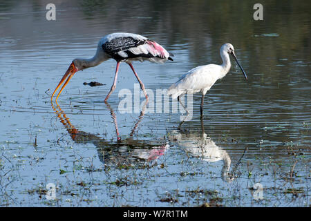 Eurasian Spatola (Platalea leucorodia) e dipinto di Stork (Mycteria leucocephala) con baby il Coccodrillo Palustre (Crocodylus palustris) testa in acqua in background. India Foto Stock