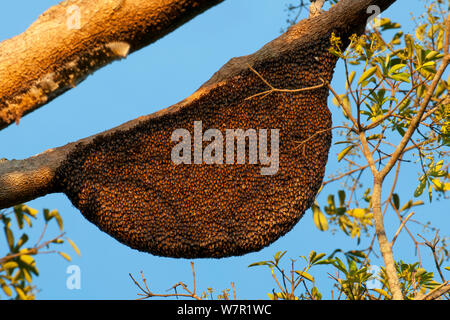 Giant miele nido di api (Apis dorsata), Karnataka, India Foto Stock