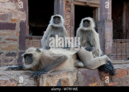 Hanuman Langur o Langur comune (Semnopithecus/ Presbytis entellus), nelle rovine di templi, Ranthambhore Fort, Rajasthan, India Foto Stock