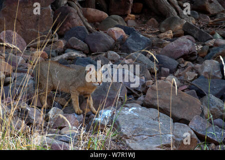 Jungle cat (Felis chaus), Rajasthan, India Foto Stock