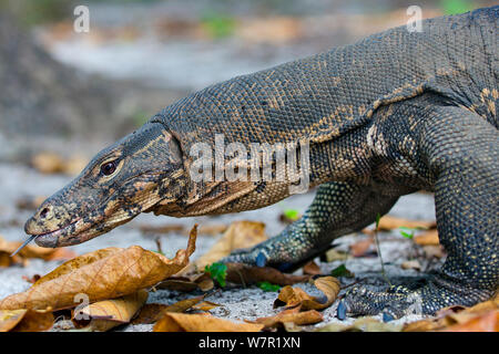 L'elemento di monitoraggio presenza acqua (Varanus salvator), foraggio, spostando la linguetta, Thailandia Foto Stock