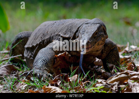 L'elemento di monitoraggio presenza acqua (Varanus salvator), foraggio, spostando la linguetta, Thailandia Foto Stock