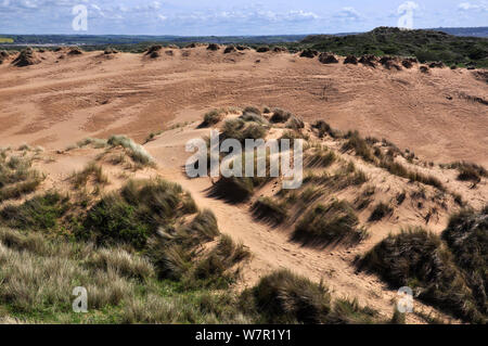 Le dune di sabbia, Braunton Burrows Riserva Naturale Nazionale, North Devon, Regno Unito. Maggio 2012 Foto Stock