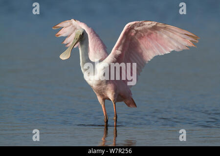 Roseate spatola (Platalea ajaja) capretti, stretching ali a bordo del fiume, Sarasota, Florida, Stati Uniti d'America, Gennaio Foto Stock