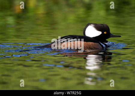 Hooded merganser (Lophodytes cucullatus) drake, sul laghetto di Sarasota in Florida, Stati Uniti d'America, Gennaio Foto Stock