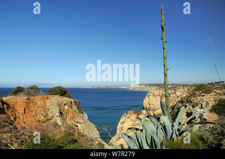 Secolo impianto (Agave americana) crescente sulla scogliera il bordo con il picco di fioritura in bud. Ponta da Piedade, Lagos, Algarve, Portogallo, Giugno. Foto Stock