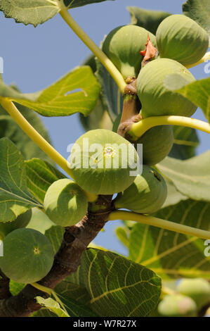 Figg maturazione su comune Fig Tree (Ficus carica). Isola di Samos, in Grecia, in luglio. Foto Stock