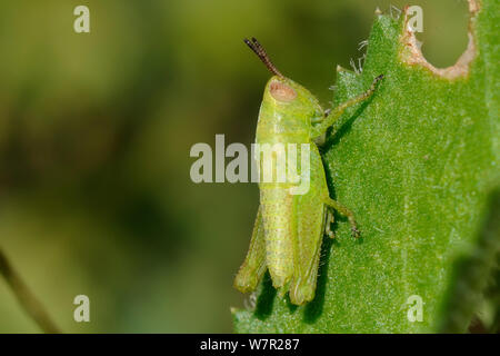 Grasshopper (Aiolopus sp.) ninfa alimentazione sulle spinose foglie succulente. Lagos, Algarve, Portogallo, Jene. Foto Stock