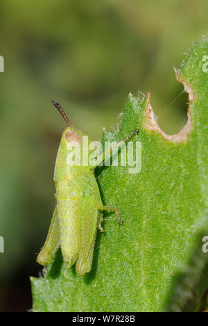 Grasshopper (Aiolopus sp.) ninfa alimentazione sulle spinose foglie succulente. Lagos, Algarve, Portogallo, Giugno. Foto Stock