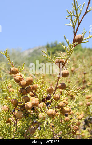 Ginepro fenicio (Juniperus phoenicea) con sviluppo di coni. Isola di Samos, Sporadi orientali, in Grecia, in luglio. Foto Stock