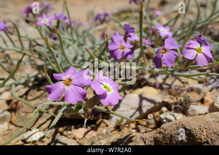 Stock di sabbia / Argento Sea Stock (Malcolmia littorea) in fiore. Ponta de Sagres Algarve, Giugno. Foto Stock