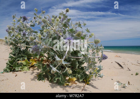 Eringio (Eryngium maritimum) fioritura su esposta una spiaggia sabbiosa. Isola Culatra, Ria Formosa, nei pressi di Olhao, Portogallo, Giugno. Foto Stock