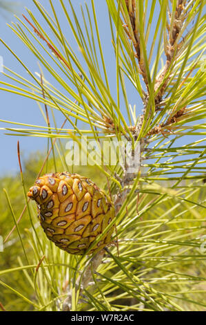 Cono di sviluppo di Turco pine (Pinus brutia). Isola di Samos, Sporadi orientali, in Grecia, in luglio. Foto Stock