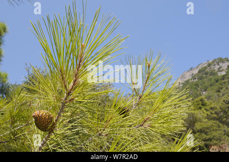 Sviluppo di coni di Bagno Turco pine (Pinus brutia). Isola di Samos, Sporadi orientali, in Grecia, in luglio. Foto Stock