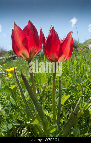 Scarlet Tulip (Tulipa doerfleri) sul Gious Kambos, Spili, Creta, Aprile Foto Stock