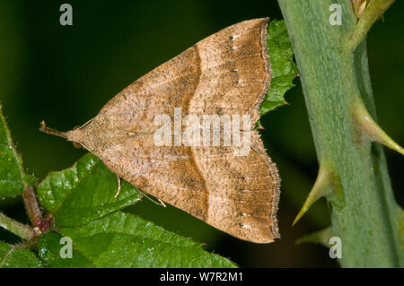 Muso di Tarma (Hypena proboscidalis) Orviete, Umbria, Italia, Maggio Foto Stock