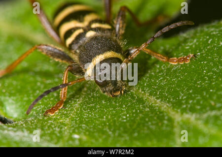Wasp Beetle (Clytus arietus) una vespa mimare trovati sui tronchi in luoghi soleggiati, su foglie di quercia, nel giardino, nei pressi di Orvieto, Italia, Maggio Foto Stock