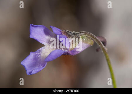 In appennino butterwort fiore (Pinguicula longifolia ssp reichenbachiana) Camosciara, Abruzzo, Italia, Giugno Foto Stock