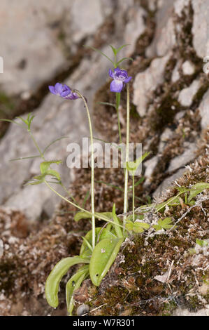 Appennino (butterwort Pinguicula longifolia ssp reichenbachiana) in fiore, Camosciara, Abruzzo, Italia, Giugno Foto Stock