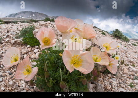 Alpine papavero (Papaver alpina ssp ernesti-mayeri) Gran Sasso, dell Appennino, Abruzzo, Italia, Giugno Foto Stock