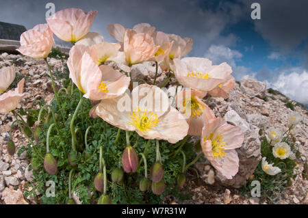 Alpine papavero (Papaver alpina ssp ernesti-mayeri) in fiore, Gran Sasso, dell Appennino, Abruzzo, Italia, Giugno Foto Stock