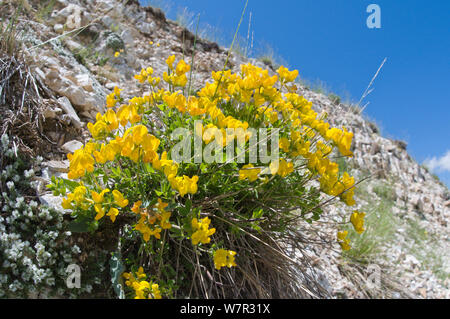 Piccolo scorpion vetch (Coronilla vaginalis) in fiore, monte Vettore, Monti Sibillini, Umbria, Italia, Giugno Foto Stock