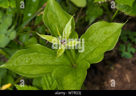 Herb Paris (Paris quadrifolia) in fiore, in antico di pino e di foreste miste, Val di Vallesinella vicino a Madonna di Campiglio, Dolomiti di Brenta, Italia, Luglio Foto Stock