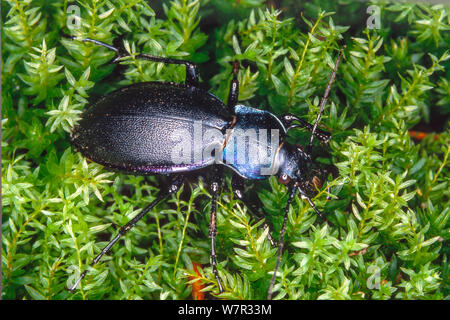 Carabus tendente al violaceo, talvolta chiamato massa viola beetle, o la pioggia Beetle è una specie notturne. Foto Stock