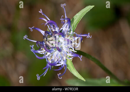 A testa tonda (rampion Phyteuma orbiculare) in fiore, in antico di pino e di foreste miste, Val di Vallesinella vicino a Madonna di Campiglio, Dolomiti di Brenta, Italia, Luglio Foto Stock