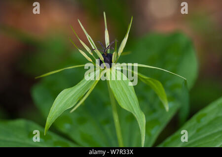 Herb Paris (Paris quadrifolia) in fiore, in antico di pino e di foreste miste, Val di Vallesinella vicino a Madonna di Campiglio, Dolomiti di Brenta, Italia, Luglio Foto Stock