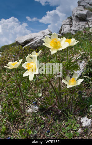 Zolfo "Pasque flower (Pulsatilla alpina ssp apiifolia) in fiore, Monte Spinale, zona alpina, Madonna di Campiglio, Dolomiti di Brenta, Italia, Luglio Foto Stock