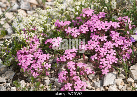 Rock campion (Saponaria ocymoides) in fiore, vicino Madonna di Campiglio, Dolomiti di Brenta, Italia, Luglio Foto Stock