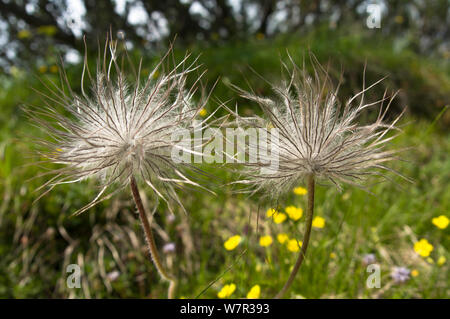 Seedhead di zolfo "Pasque flower (Pulsatilla alpina ssp apiifolia) Monte Spinale, zona alpina, Madonna di Campiglio, Dolomiti di Brenta, Italia, Luglio Foto Stock