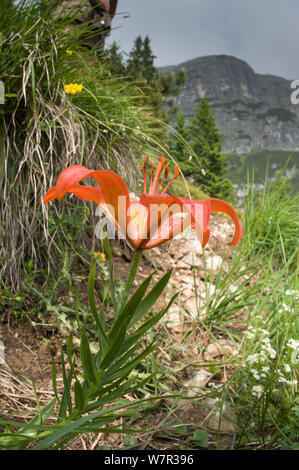 Giglio rosso (Lilium bulbiferum croceum var) in fiore, varietà senza base di foglia bulbilli. Monte Spinale, zona alpina, Madonna di Campiglio, Dolomiti di Brenta, Italia, Luglio Foto Stock