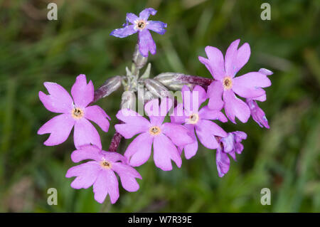 Birdseye primula (Primula farinosa) in fiore, sopra Passo Pordoi, Dolomiti, Italia, Luglio Foto Stock