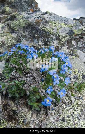 Il re delle Alpi (Eritrichium nanum) in fiore su un affioramento di granito sopra il Passo Pordoi, Sella, Dolomiti, Italia Foto Stock