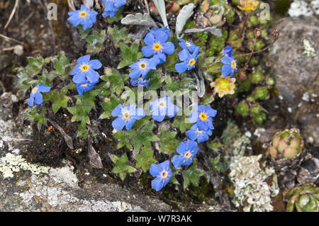 Il re delle Alpi (Eritrichium nanum) in fiore su un affioramento di granito sopra il Passo Pordoi, Sella, Dolomiti, Italia Foto Stock