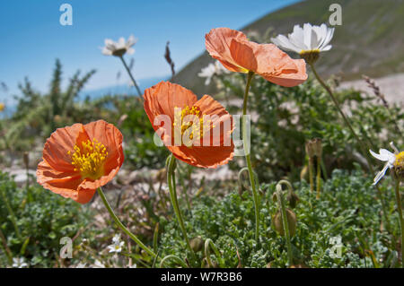 Alpine papavero (Papaver alpina ssp ernesti-mayeri) in fiore, Gran Sasso, dell Appennino, Abruzzo, Italia Foto Stock