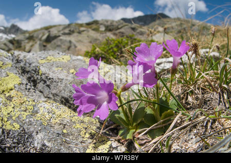 Primula (Primula daonensis) in fiore, al di sopra del Lago Ritorto, Madonna di Campiglio, gamma Adamello, Dolomiti, Italia, Luglio 2010 Foto Stock