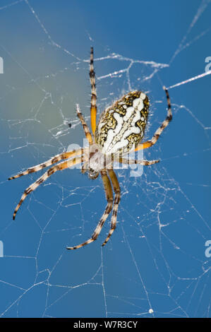 Orb-web spider (Aculepeira ceropegia) sul web, Castellucio di Norcia, Monti Sibillini, Umrbia, Italia, Luglio Foto Stock