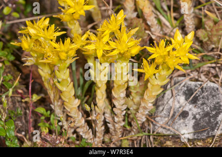 Mordere stonecrop (Sedum acre) in fiore, Monte Terminillo, Rieti, Lazio, Italia, Luglio Foto Stock