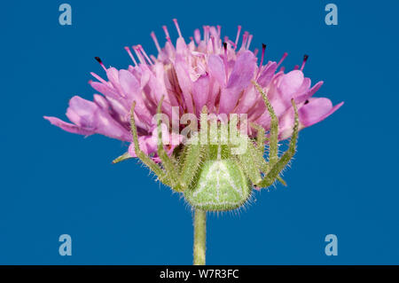 Cactus spider (Heriaeus hirtus) una specie di distintivo di ragno granchio con peli di setole, vicino Torrealfina, Orvieto, Italia, Luglio Foto Stock