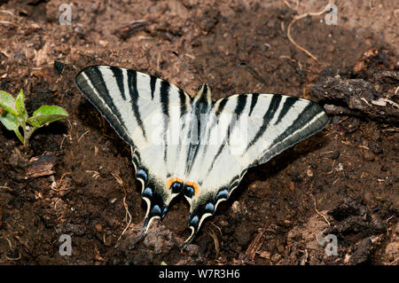 La scarsa coda forcuta farfalla (Iphiclides podalirius) vicino Torrealfina, Orvieto, Italia Foto Stock