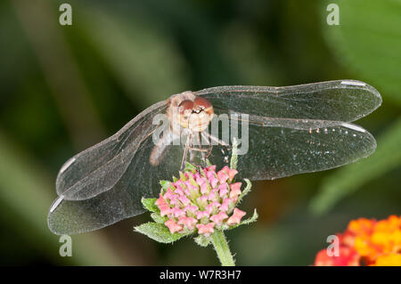 Ruddy darter dragonfly femmina (Sympetrum sanguineum) appoggiata sul fiore, il lago di Mezzano / Lago di Mezzano, Latera, Lazio, Italia, Agosto Foto Stock