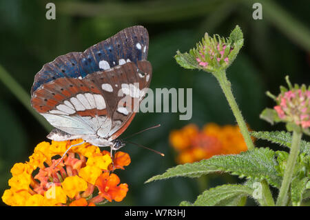 Bianco del sud Admiral butterfly (Limenitis reducta) femmina. Podere Montecucco, nei pressi di Orvieto, Umbria, Italia, Agosto Foto Stock